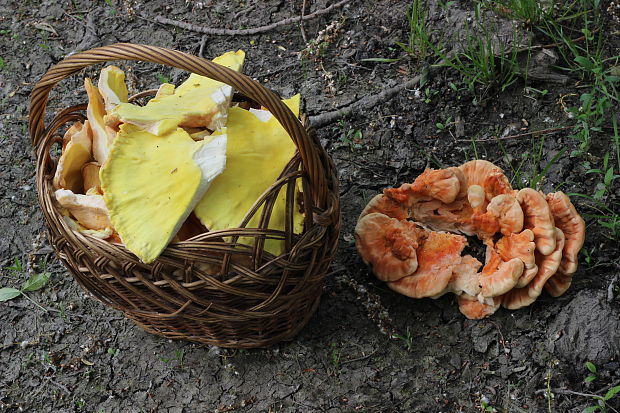 sírovec obyčajný Laetiporus sulphureus (Bull.) Murrill