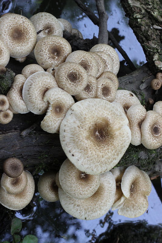 húževnatec tigrovaný Lentinus tigrinus (Bull.) Fr.