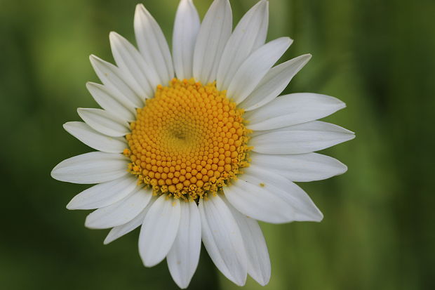 margaréta biela Leucanthemum vulgare Lam.