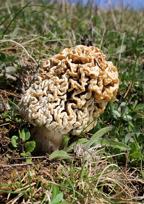 smrčok stepný Morchella steppicola Zerova