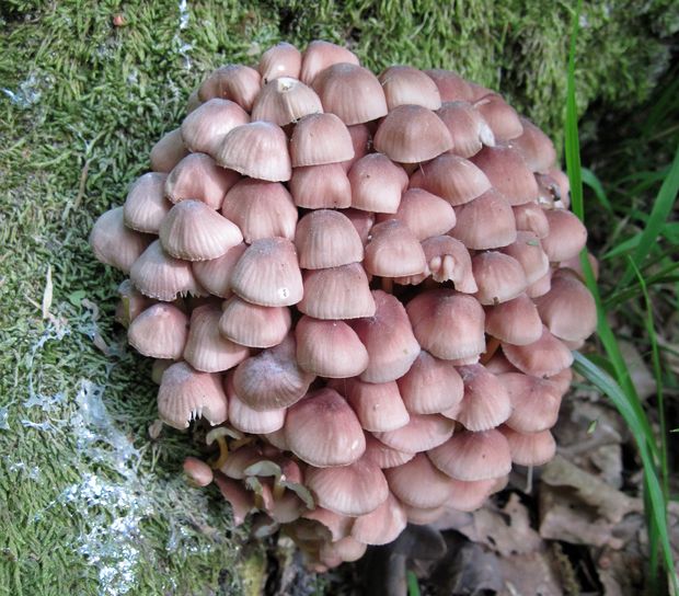 prilbička žltohlúbiková Mycena renati Quél.