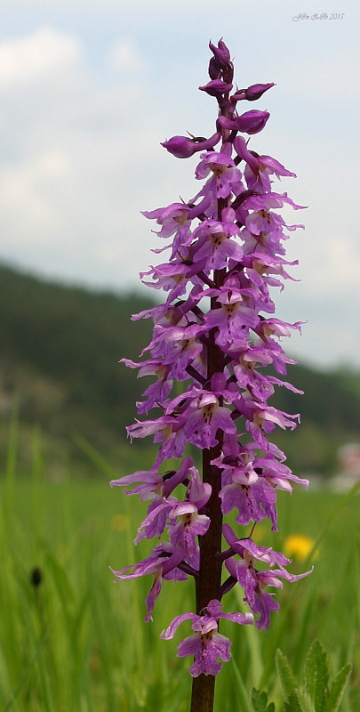 vstavač mužský poznačený Orchis mascula subsp. signifera (Vest) Soó