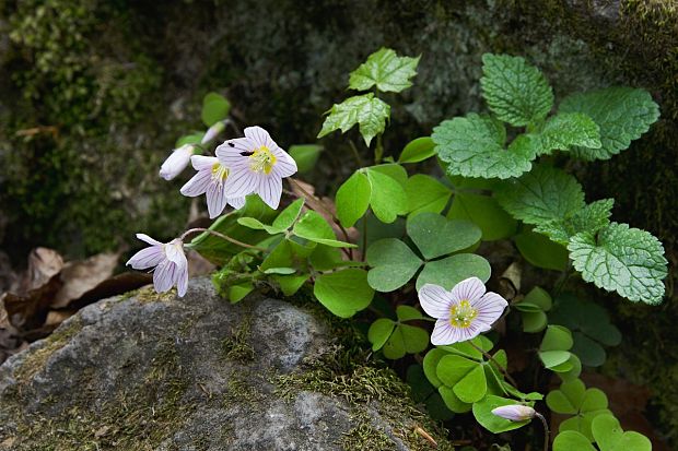 kyslička obyčajná Oxalis acetosella L.