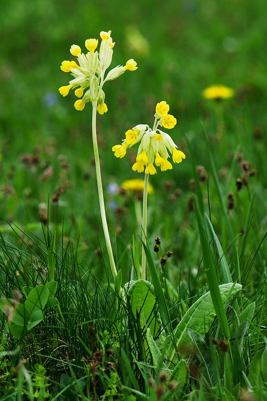 prvosienka jarná Primula veris L.