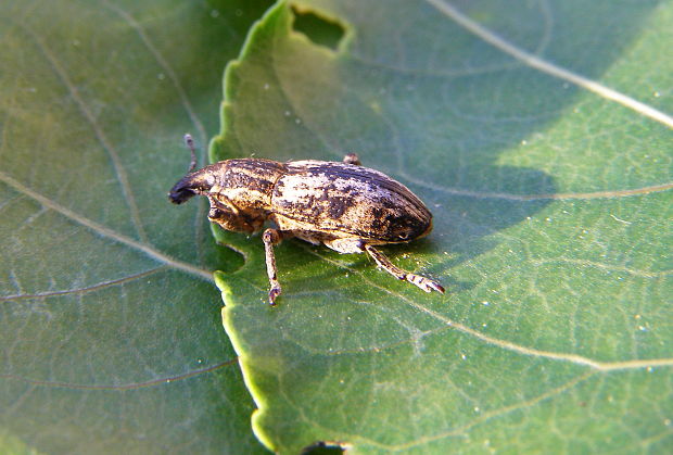 nosáčik Pseudocleonus cinereus