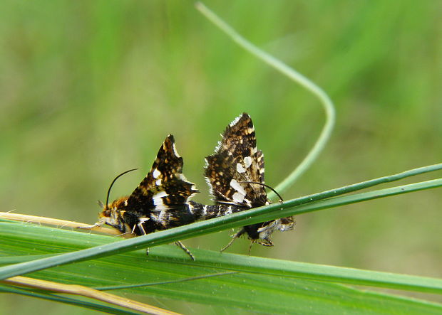 oknáčik plamienkový Thyris fenestrella