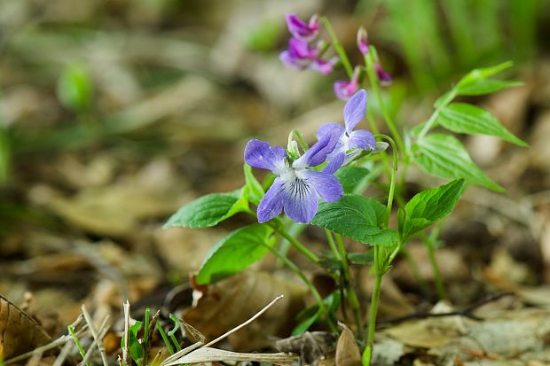 fialka rivinova Viola riviniana Rchb.