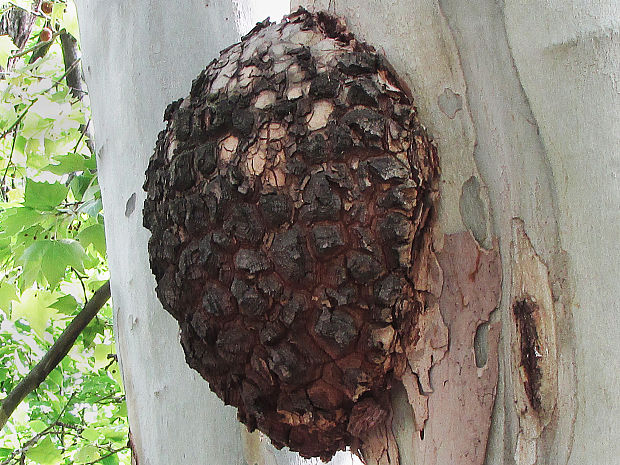 bakteriální nádor cf. Agrobacterium tumefaciens