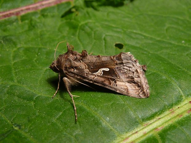 mora gama / kovolesklec gama Autographa gamma