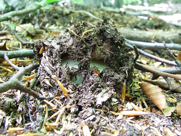 hríb sosnový Boletus pinophilus Pil. et Dermek in Pil.