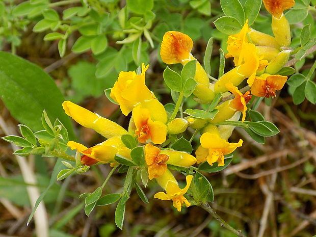 zanoväť regensburská Chamaecytisus ratisbonensis (Schaeff.) Rothm.