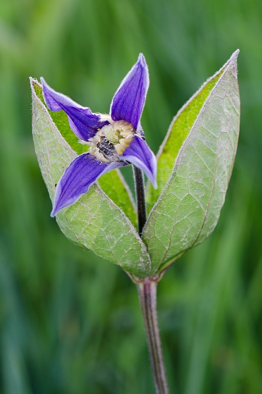 plamienok celistvolistý Clematis integrifolia L.