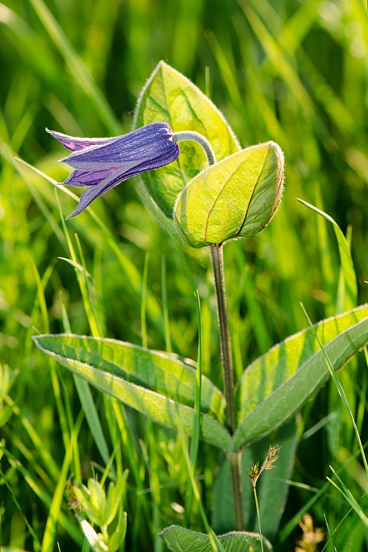 plamienok celistvolistý Clematis integrifolia L.