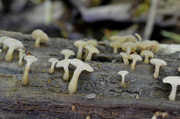 vodnička obyčajná Cudoniella clavus (Alb. & Schwein.) Dennis