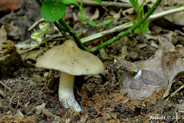 hodvábnica jarná Entoloma clypeatum (L.) P. Kumm.