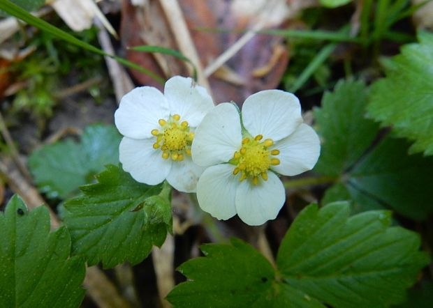 jahoda obyčajná Fragaria vesca L.