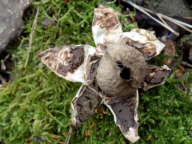 hviezdovka červenkastá Geastrum rufescens Pers.