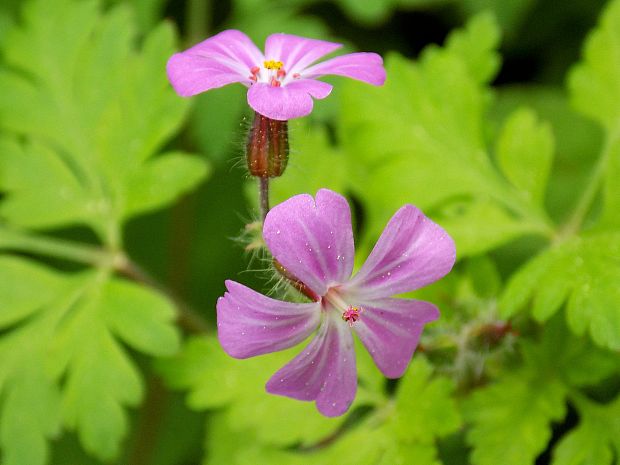 pakost smradľavý Geranium robertianum L.