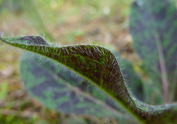 jastrabník škvrnitý Hieracium cf. maculatum (L.) Bernh.