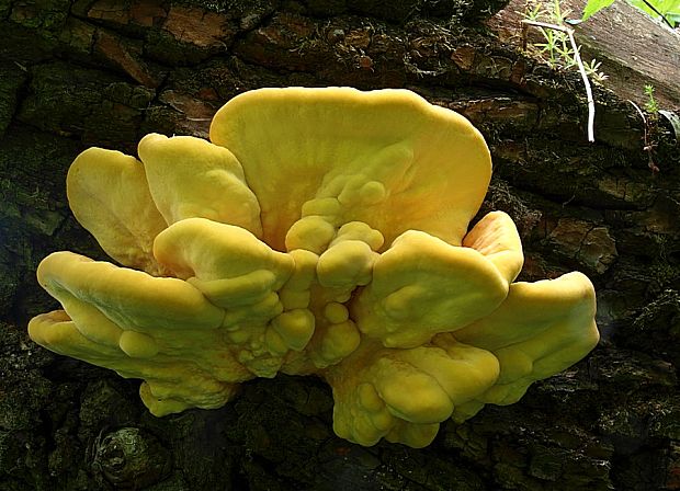 sírovec obyčajný Laetiporus sulphureus (Bull.) Murrill