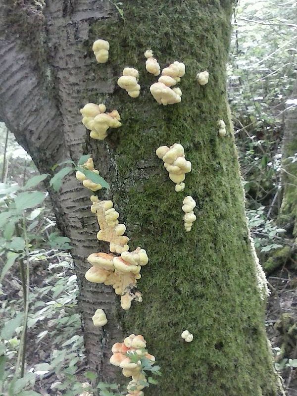 sírovec obyčajný Laetiporus sulphureus (Bull.) Murrill