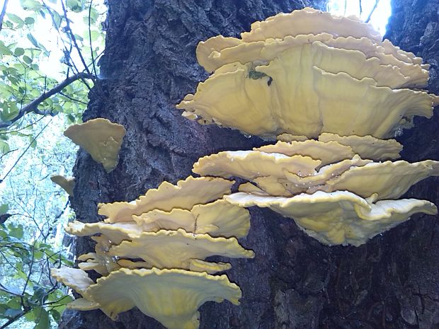 sírovec obyčajný Laetiporus sulphureus (Bull.) Murrill