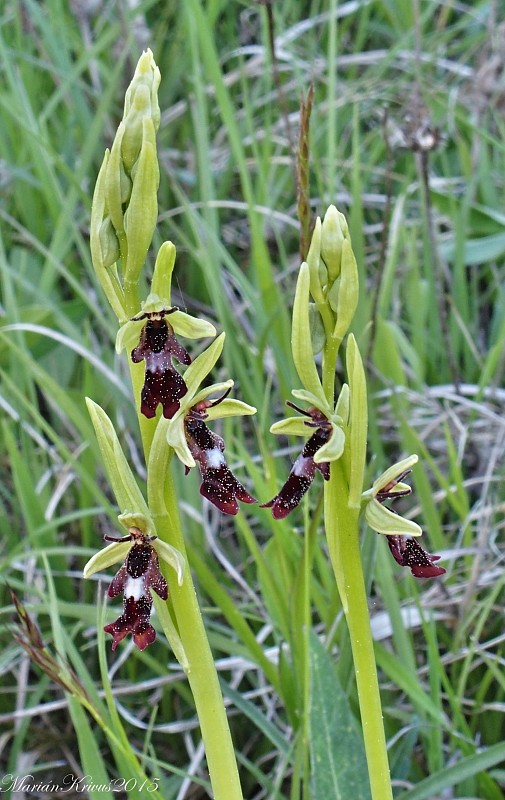 hmyzovník muchovitý Ophrys insectifera L.