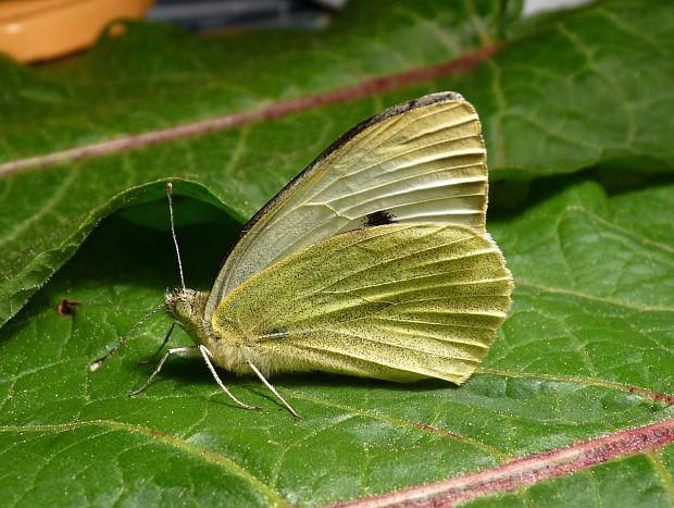 mlynárik kapustový / bělásek zelný  Pieris brassicae