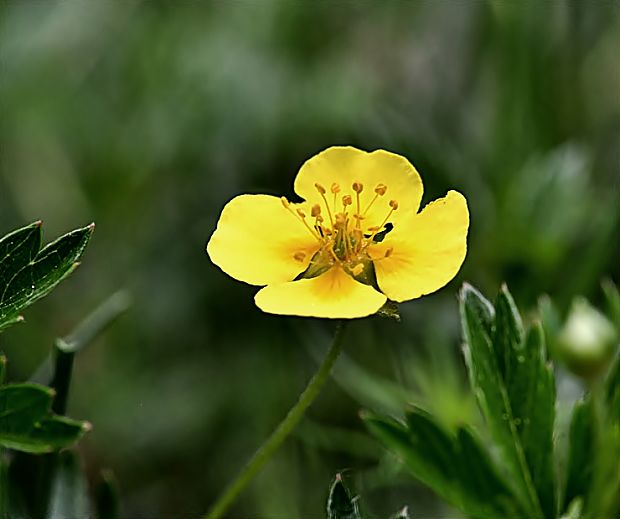 nátržník vzpriamený Potentilla erecta (L.) Raeusch.