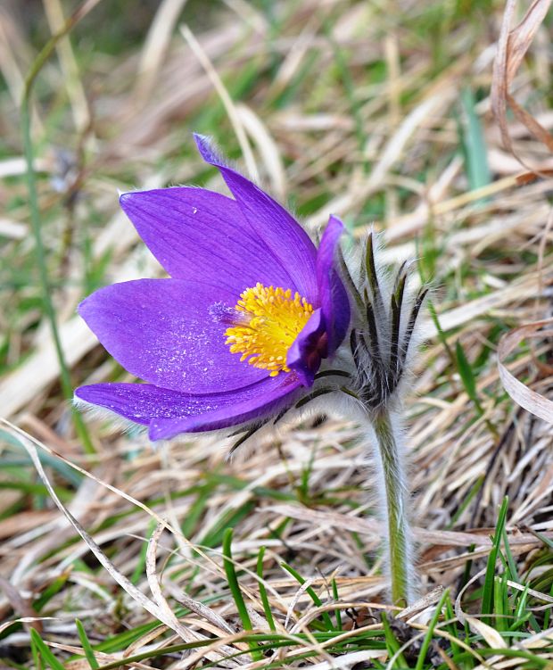 poniklec slovenský Pulsatilla slavica Reuss