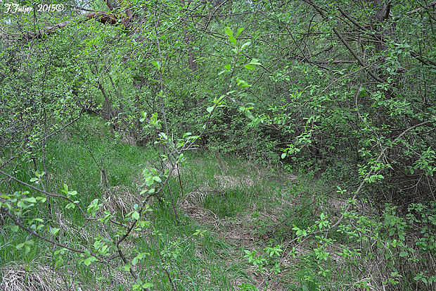 tulipánovka fialová BIOTOP Sarcosphaera coronaria (Jacq.) J. Schröt. Sarcosphaera coronaria HABITAT