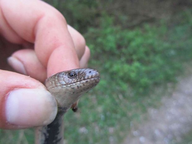 slepuch lámavý Anguis fragilis