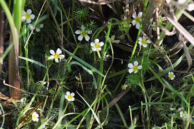 močiarka niťovitolistá Batrachium trichophyllum (Chaix) Bosch