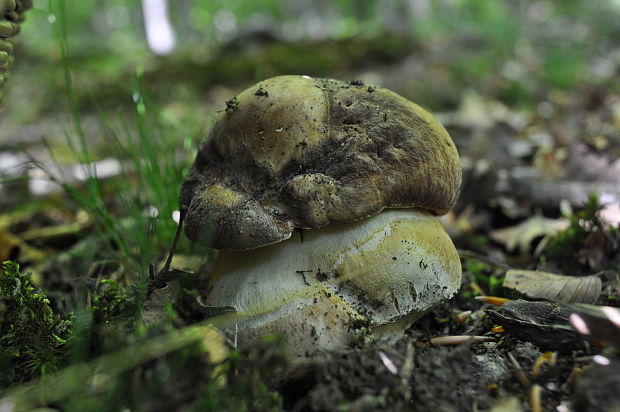 hríb sosnový Boletus pinophilus Pil. et Dermek in Pil.