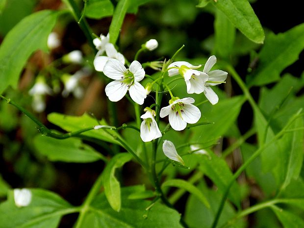 žerušnica horká Cardamine amara L.