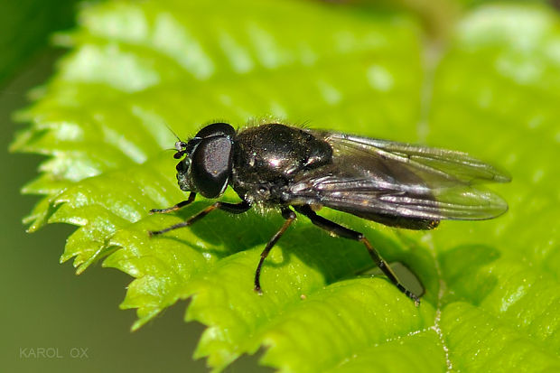 pestrica Cheilosia aerea