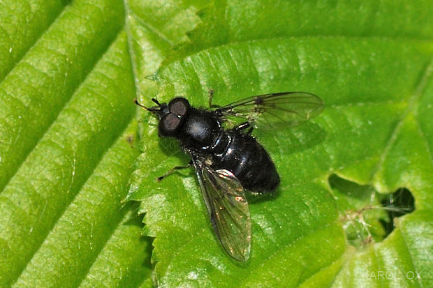 pestrica Cheilosia variabilis (cf.)