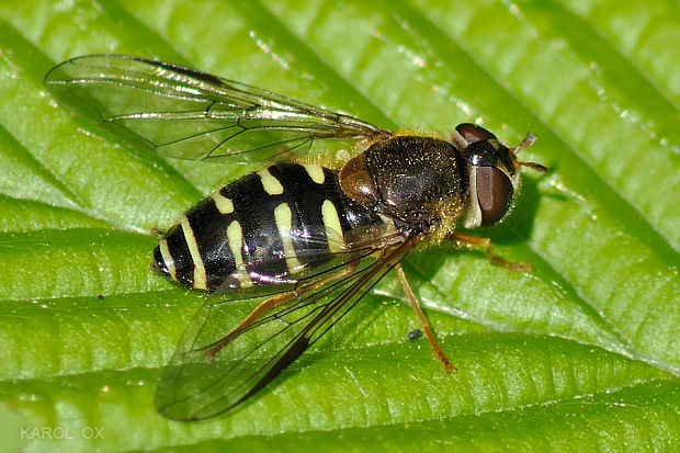 pestrica Dasysyrphus hilaris