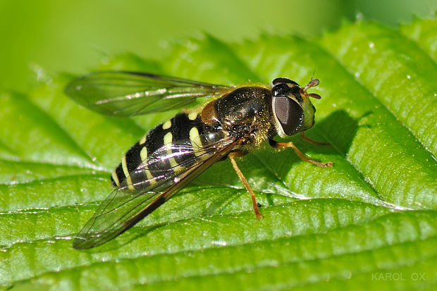 pestrica Dasysyrphus hilaris