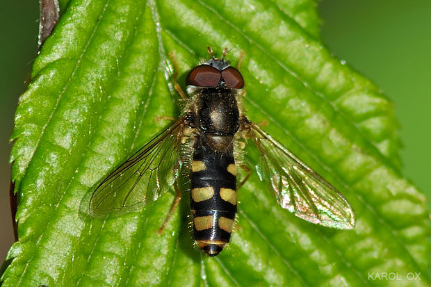 pestrica Epistrophella euchromma