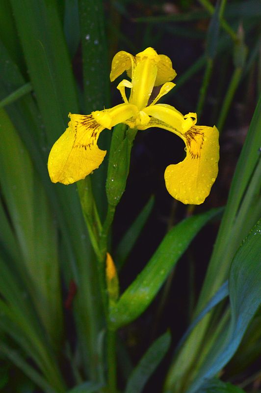 kosatec žltý Iris pseudacorus L.