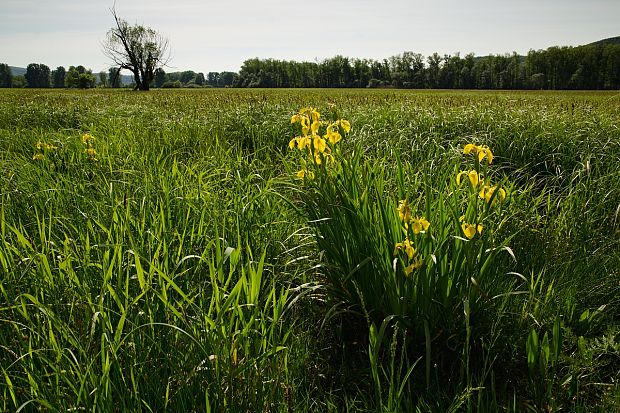 kosatec žltý Iris pseudacorus L.