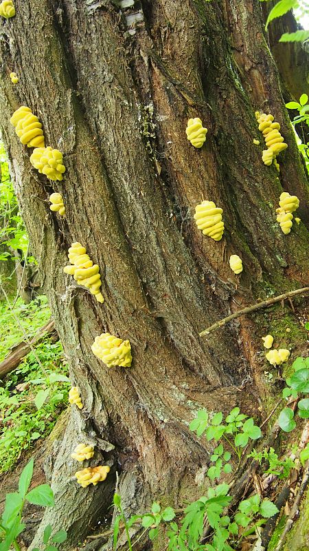 sírovec obyčajný Laetiporus sulphureus (Bull.) Murrill