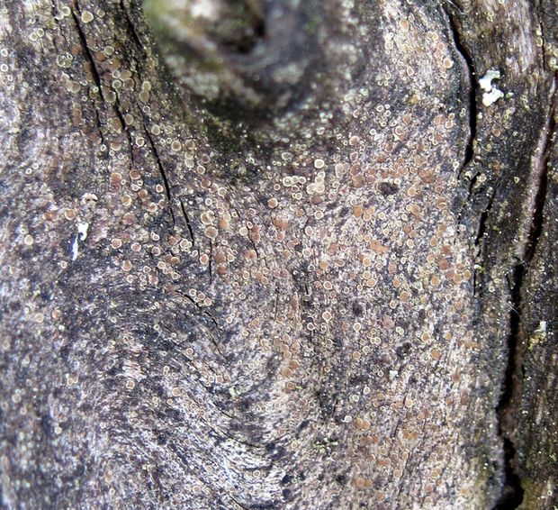 lekanora Lecanora sp. Ach.