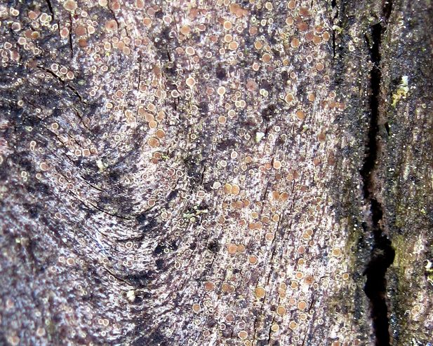 lekanora Lecanora sp.