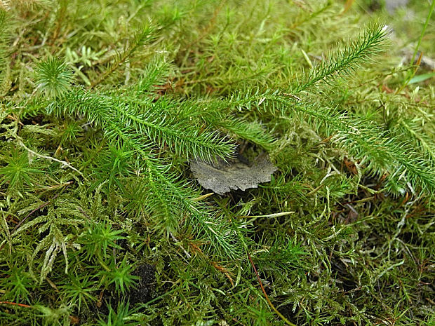 plavúň obyčajný Lycopodium clavatum L.