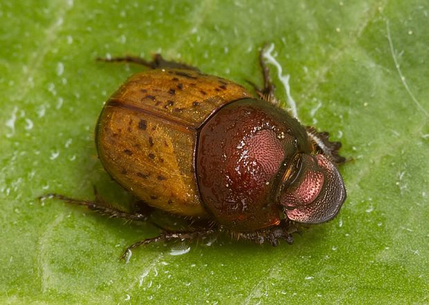 . Onthophagus coenobita