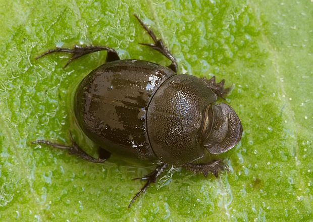 . Onthophagus joannae