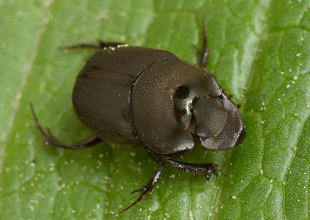 . Onthophagus verticicornis