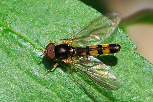 pestrica  ♂ Platycheirus angustatus